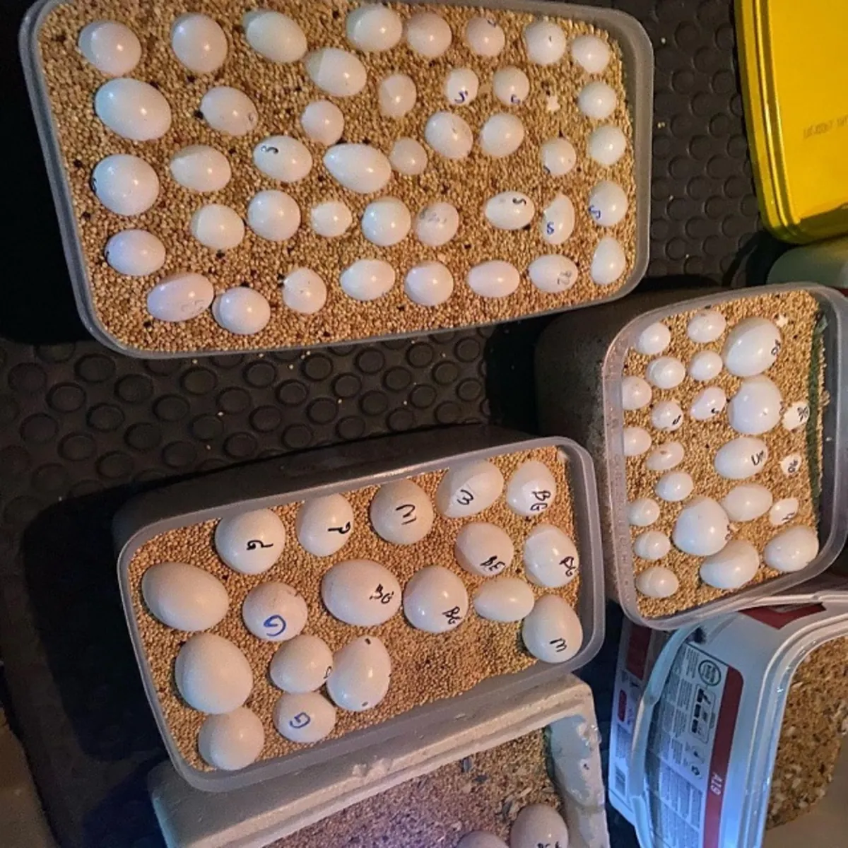 出售鹦鹉的受精蛋和雏鸟 – 免费咨询