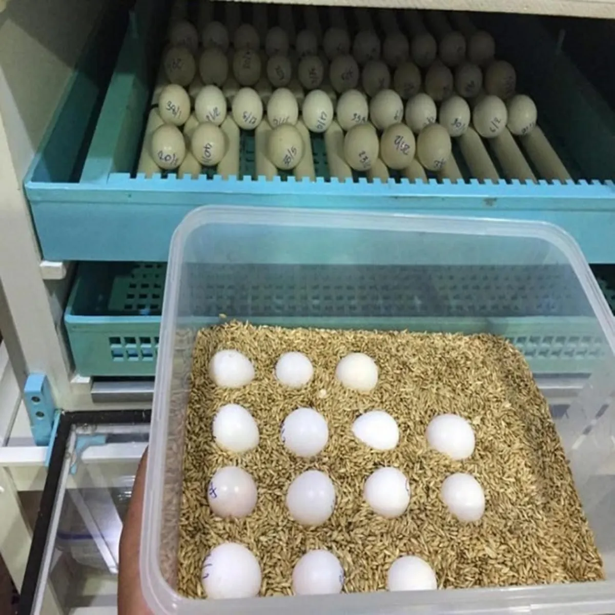 Huevos fértiles de loros y polluelos en venta – Disponibles para reserva
