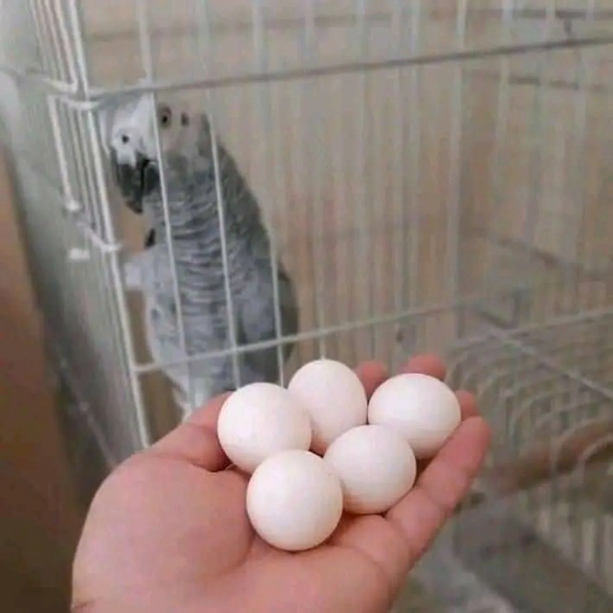 Huevos fértiles de loros y polluelos en venta – Nuevos polluelos