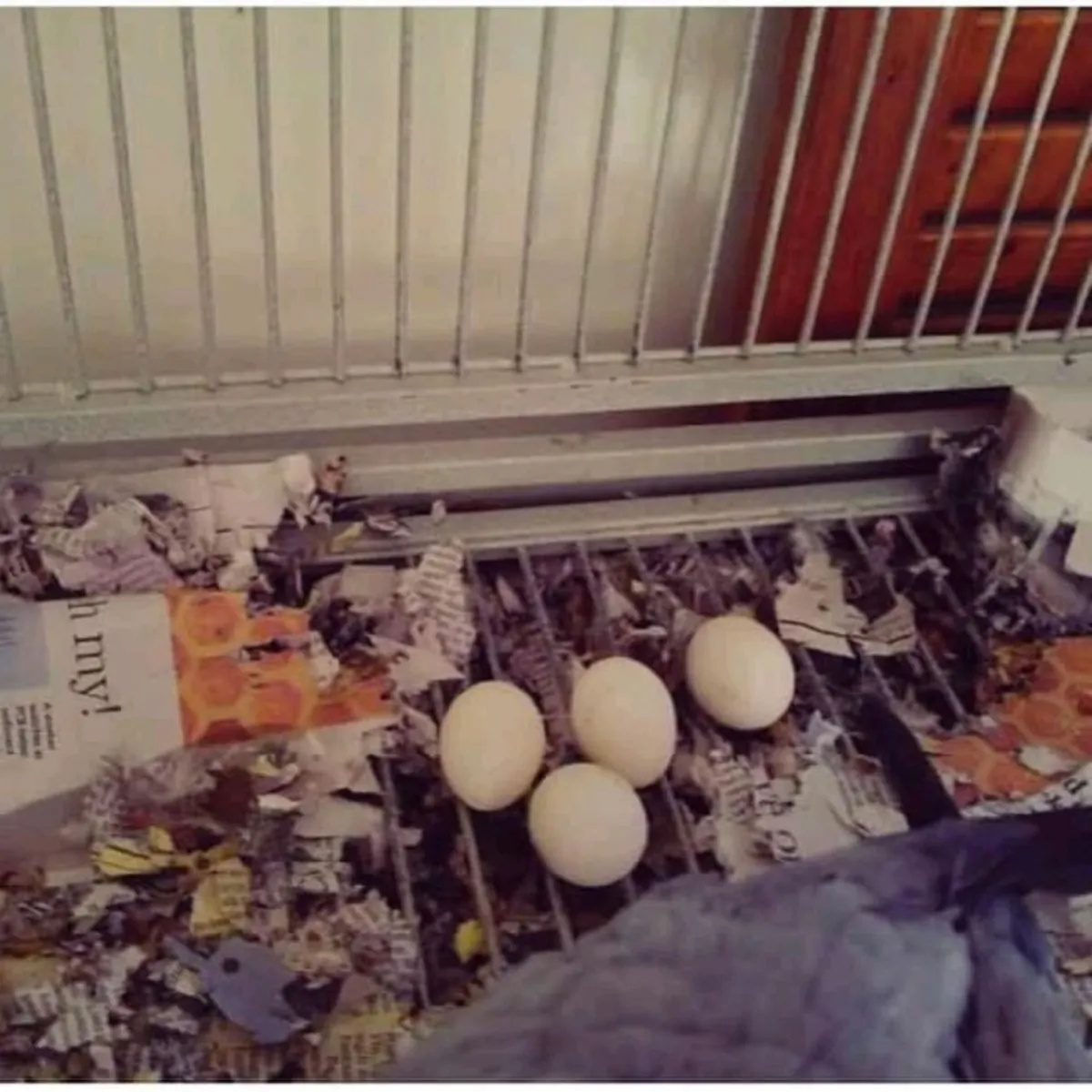Œufs fertiles de perroquets et poussins à vendre – Informations disponibles
