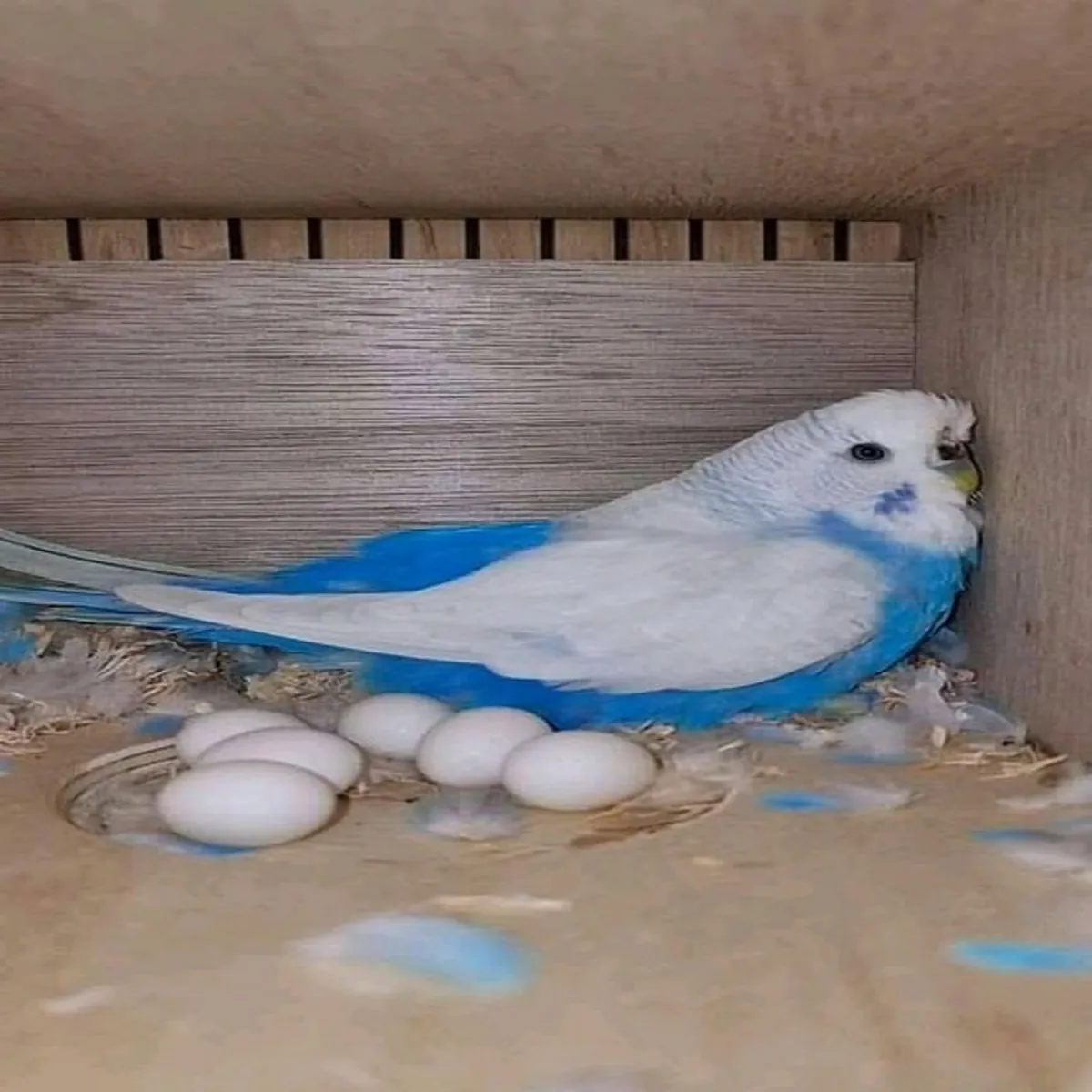 Huevos fértiles de loros y polluelos en venta – Excelente elección
