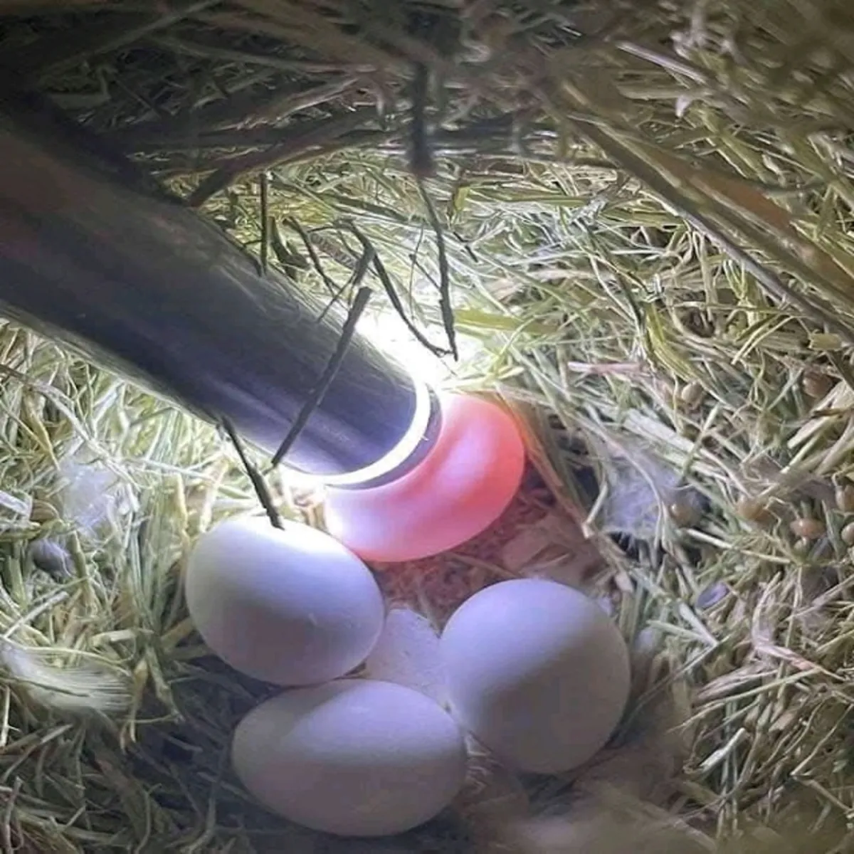 Oeufs fertiles de perroquets et poussins à vendre – Qualité et dévouement