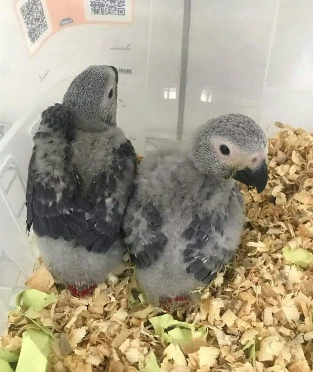 Œufs fertiles de perroquets et poussins à vendre – Service d'information