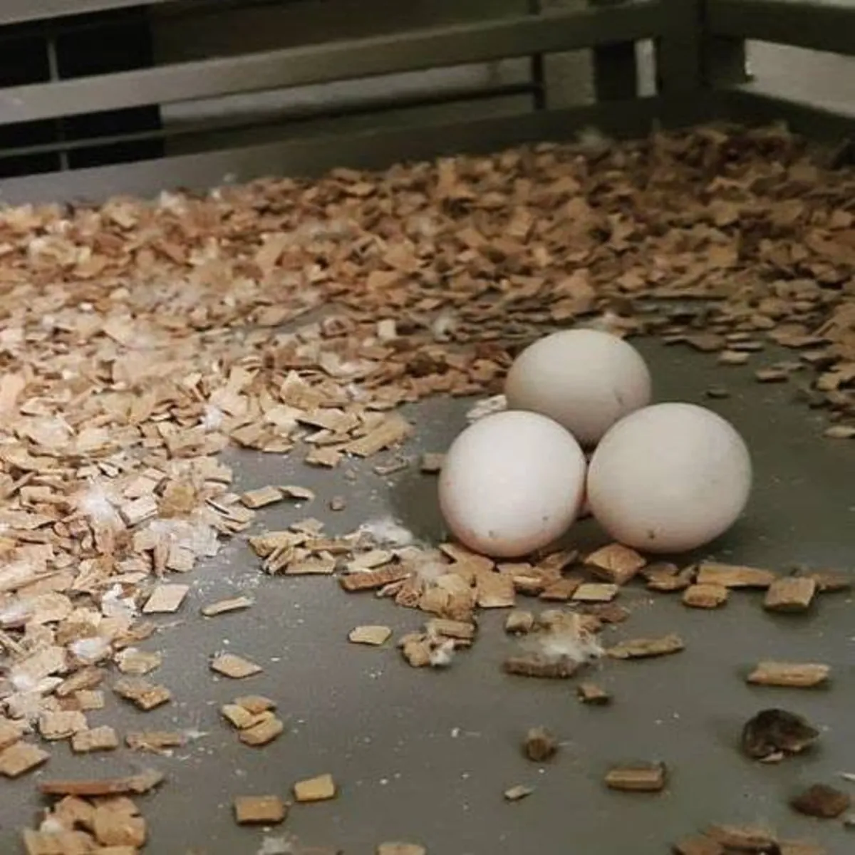 Huevos fértiles de loros y polluelos en venta – Pregunta por disponibilidad
