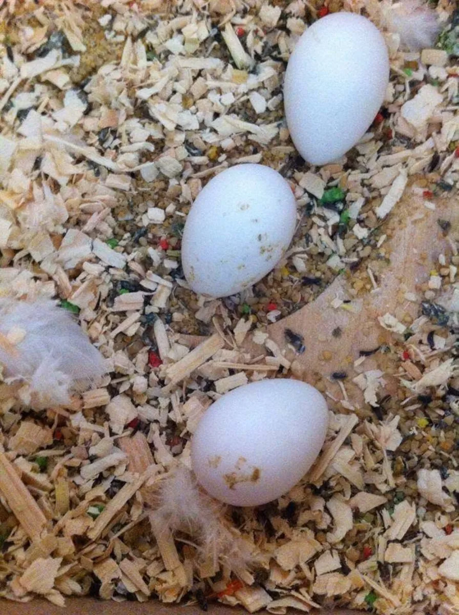 Oeufs fertiles de perroquets et poussins à vendre – Prêts pour de nouveaux foyers