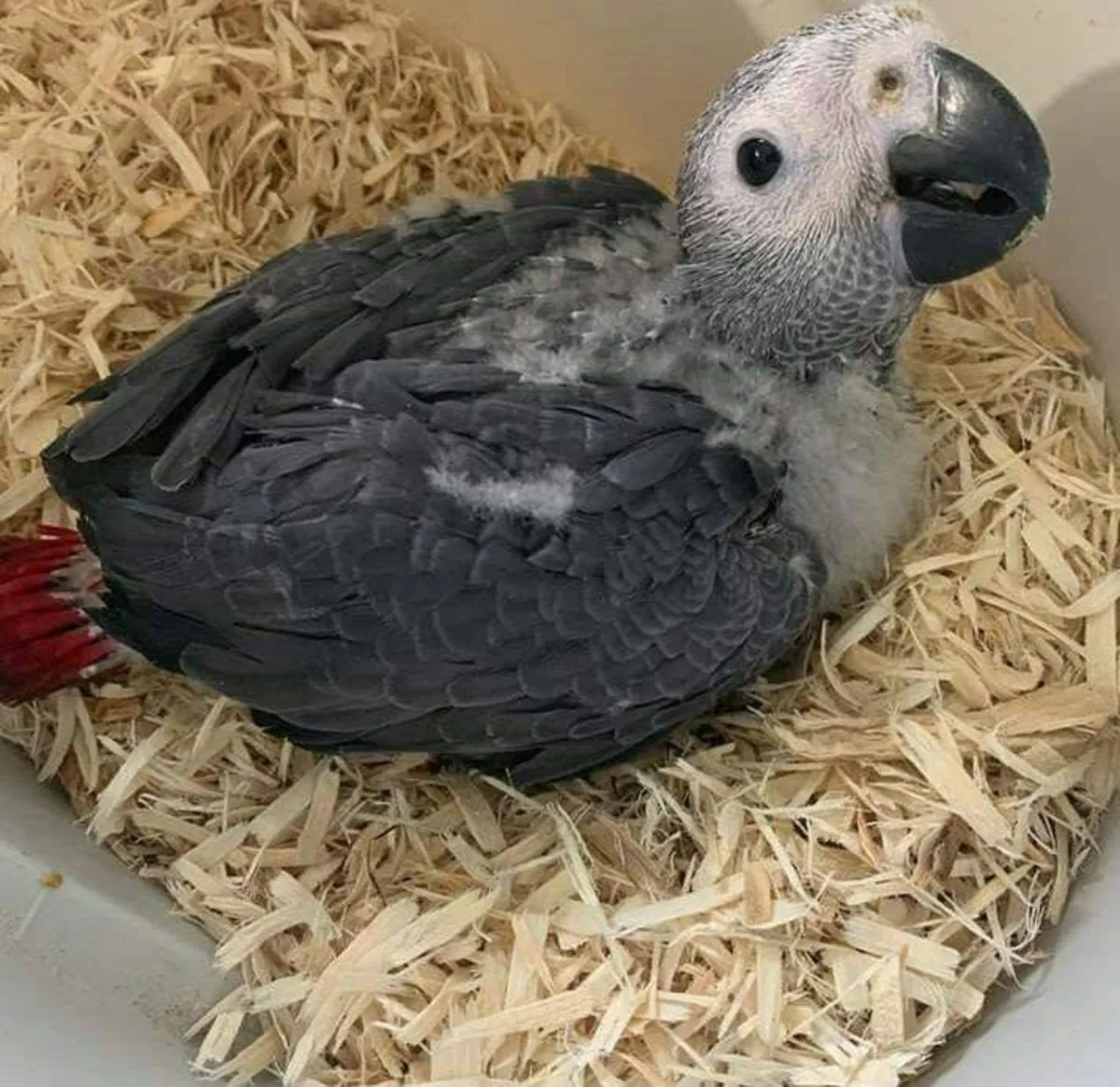 Huevos fértiles de loros y polluelos en venta – Entrega segura y atención personalizada