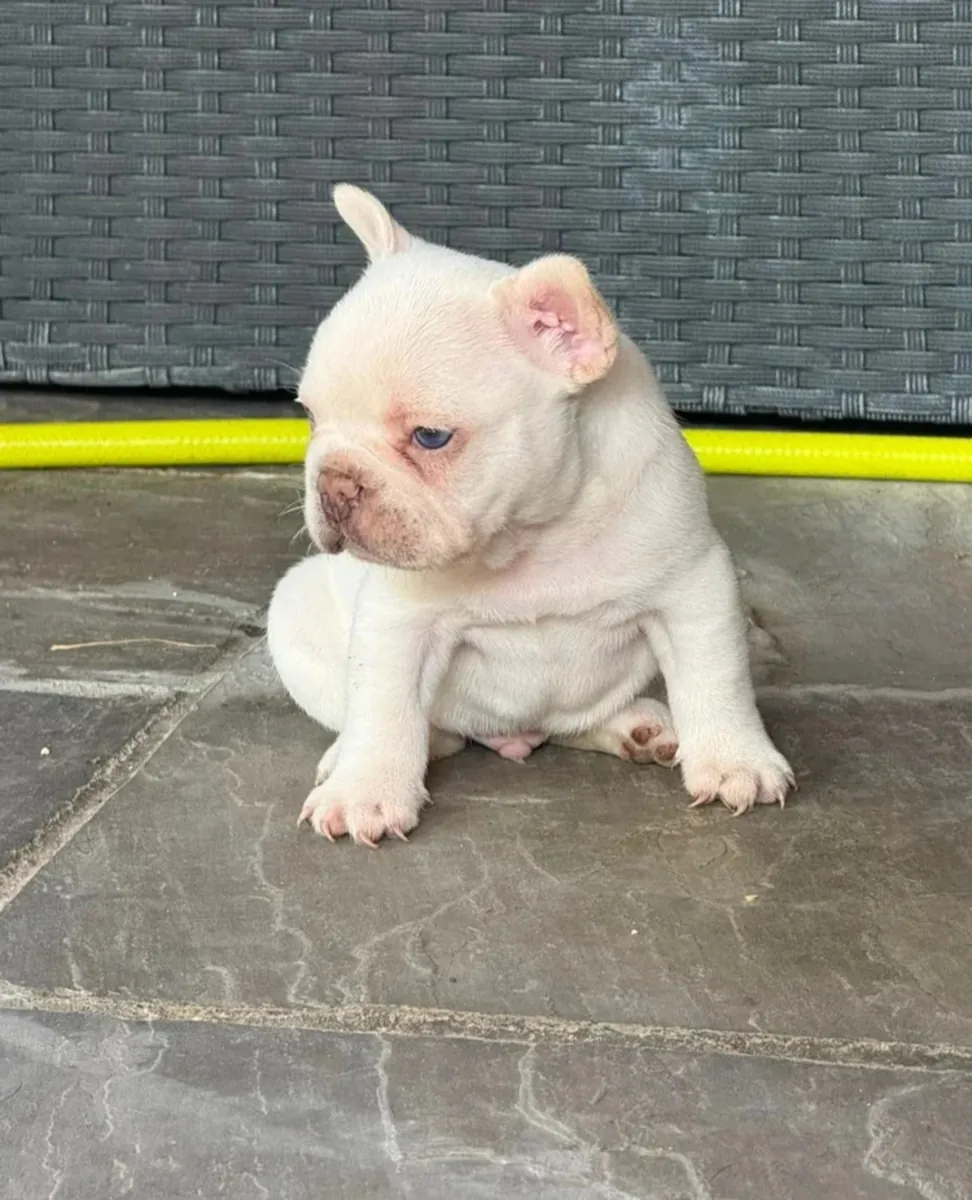 Chiots bulldog français moelleux