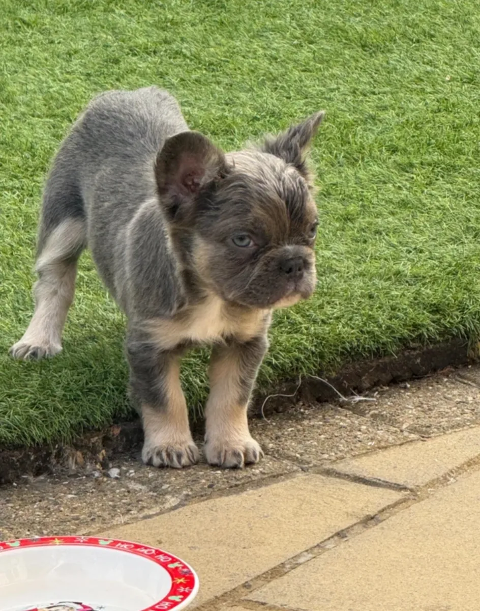 Chiots bulldog français moelleux