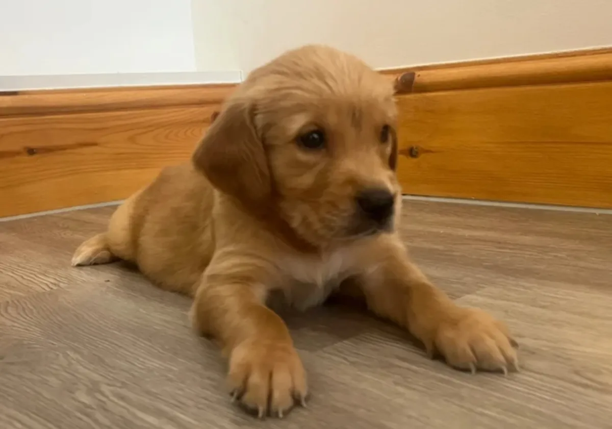 Chiots KC Golden Retriever Rouge