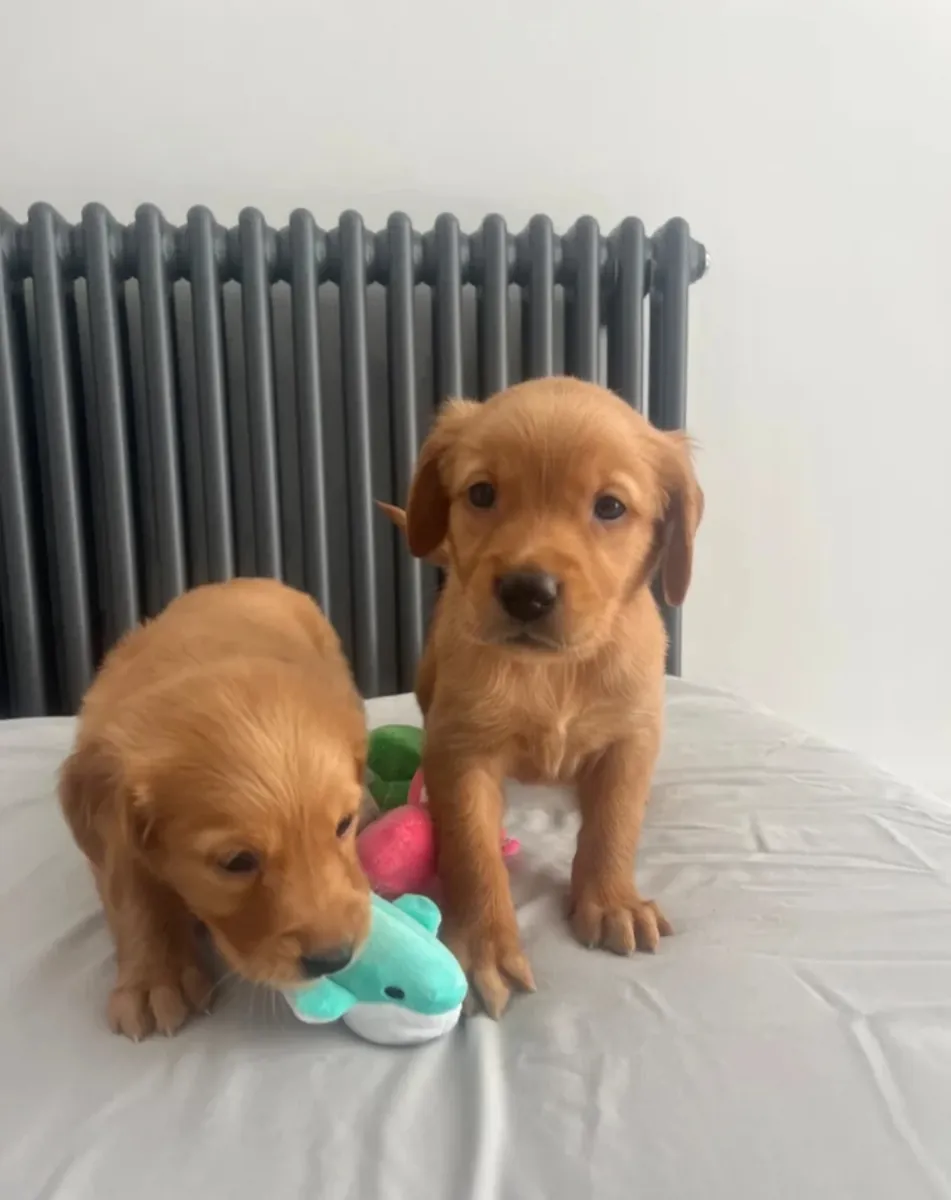 Chiots KC Golden Retriever Rouge