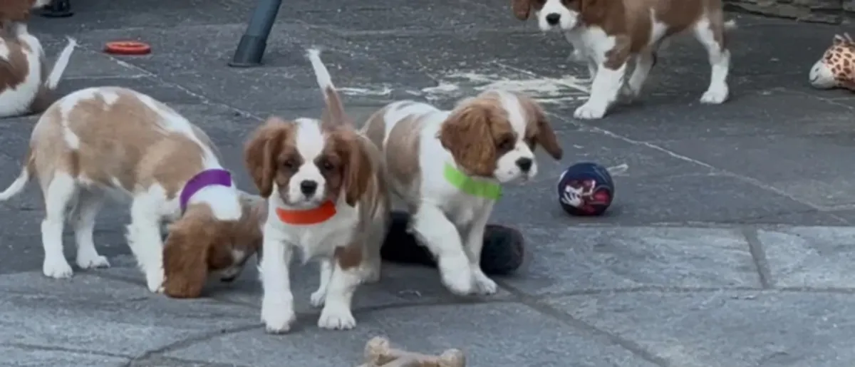 Cavalier King Charles Spaniel Puppies
