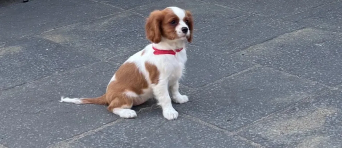 Cavalier King Charles Spaniel Puppies