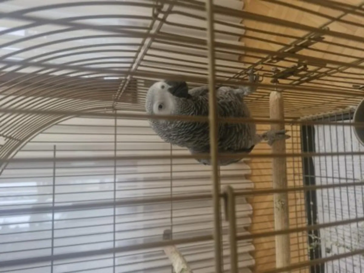 Perroquet gris du Gabon habitué à une maison calme cherche nouveau foyer