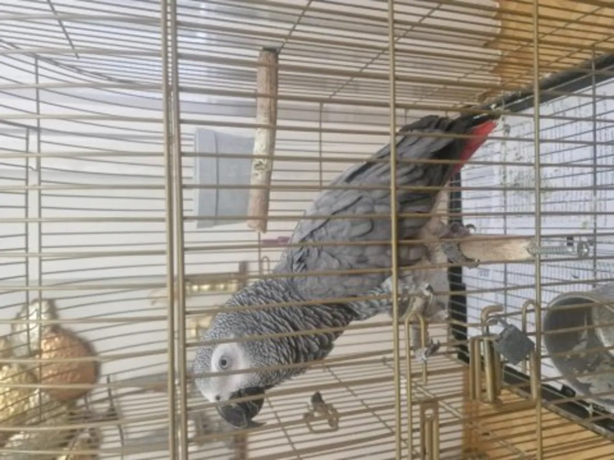 Perroquet gris du Gabon habitué à une maison calme cherche nouveau foyer