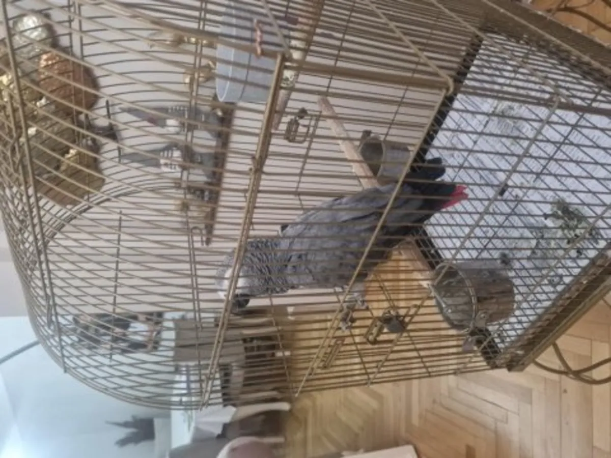Perroquet gris du Gabon habitué à une maison calme cherche nouveau foyer