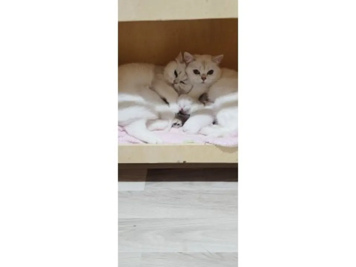 Çok sakin mizaçlı bir erkek İngiliz Kısa Tüylü kedi satılıktır.