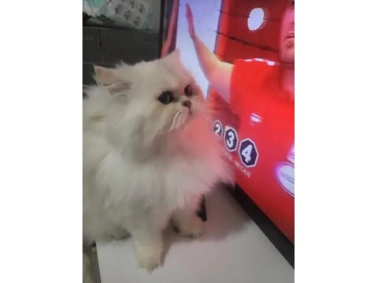 Çok sakin mizaçlı bir erkek İngiliz Kısa Tüylü kedi satılıktır.