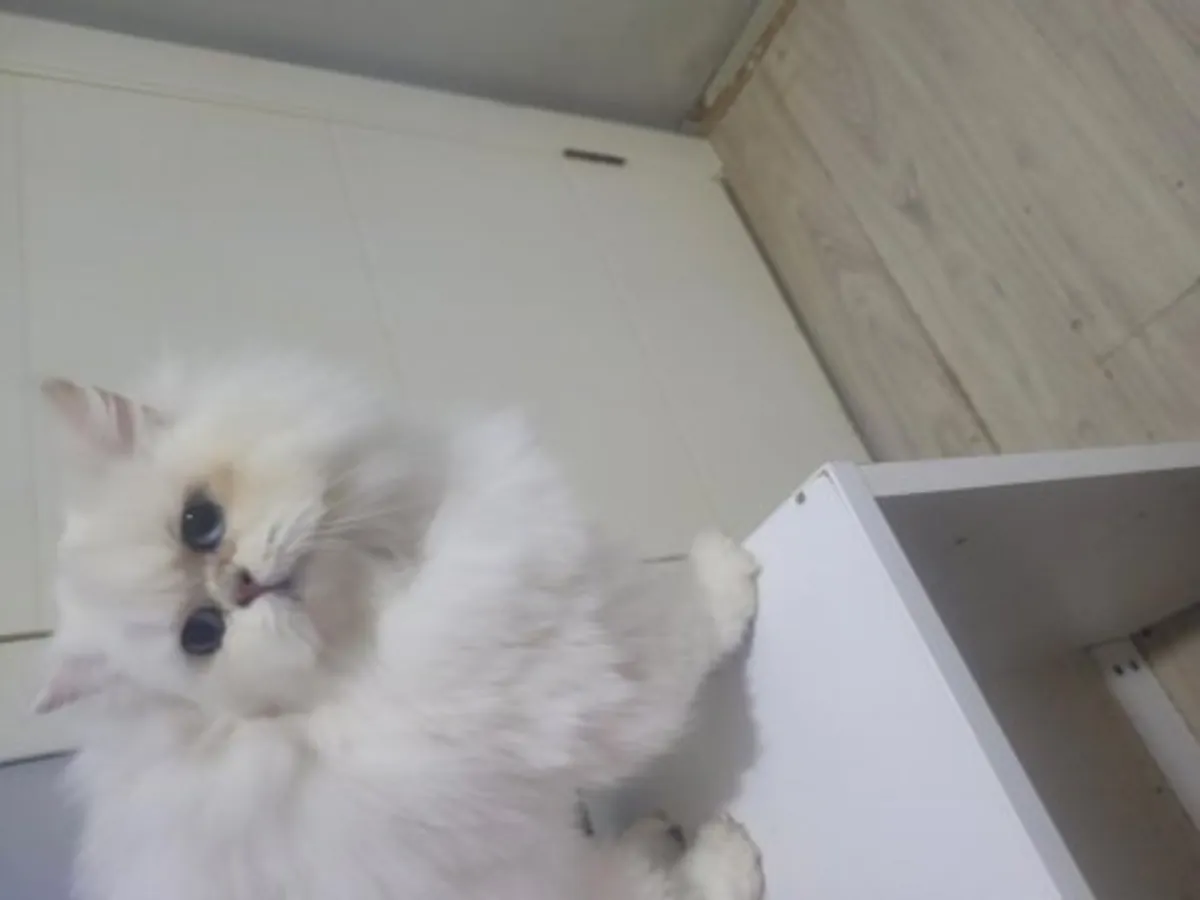 Çok sakin mizaçlı bir erkek İngiliz Kısa Tüylü kedi satılıktır.