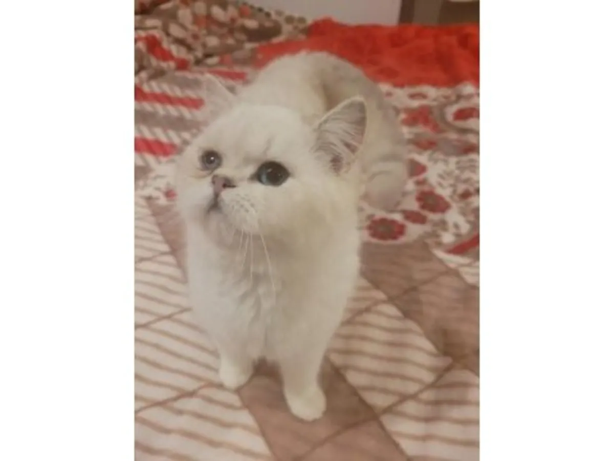 Çok sakin mizaçlı bir erkek İngiliz Kısa Tüylü kedi satılıktır.