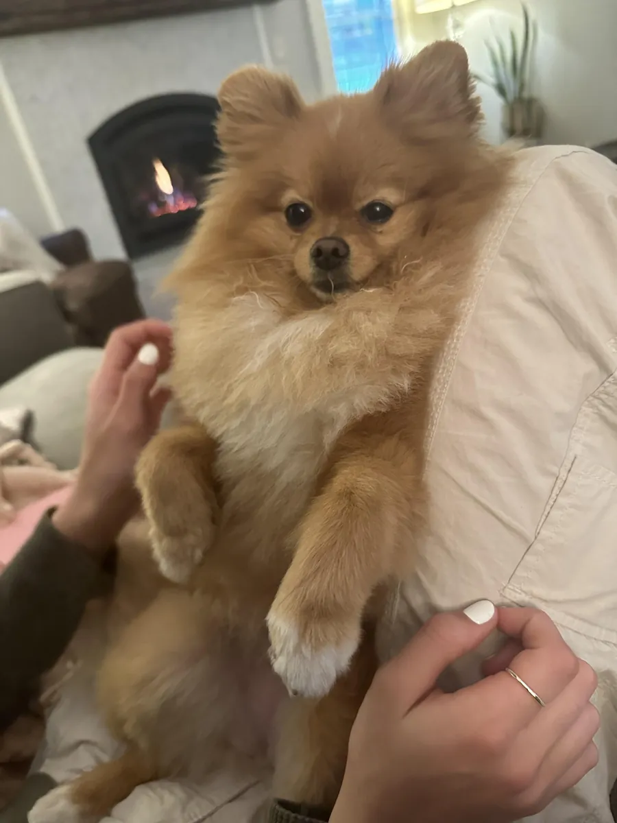 Jeune poméranien orange très proche des gens cherche famille présente