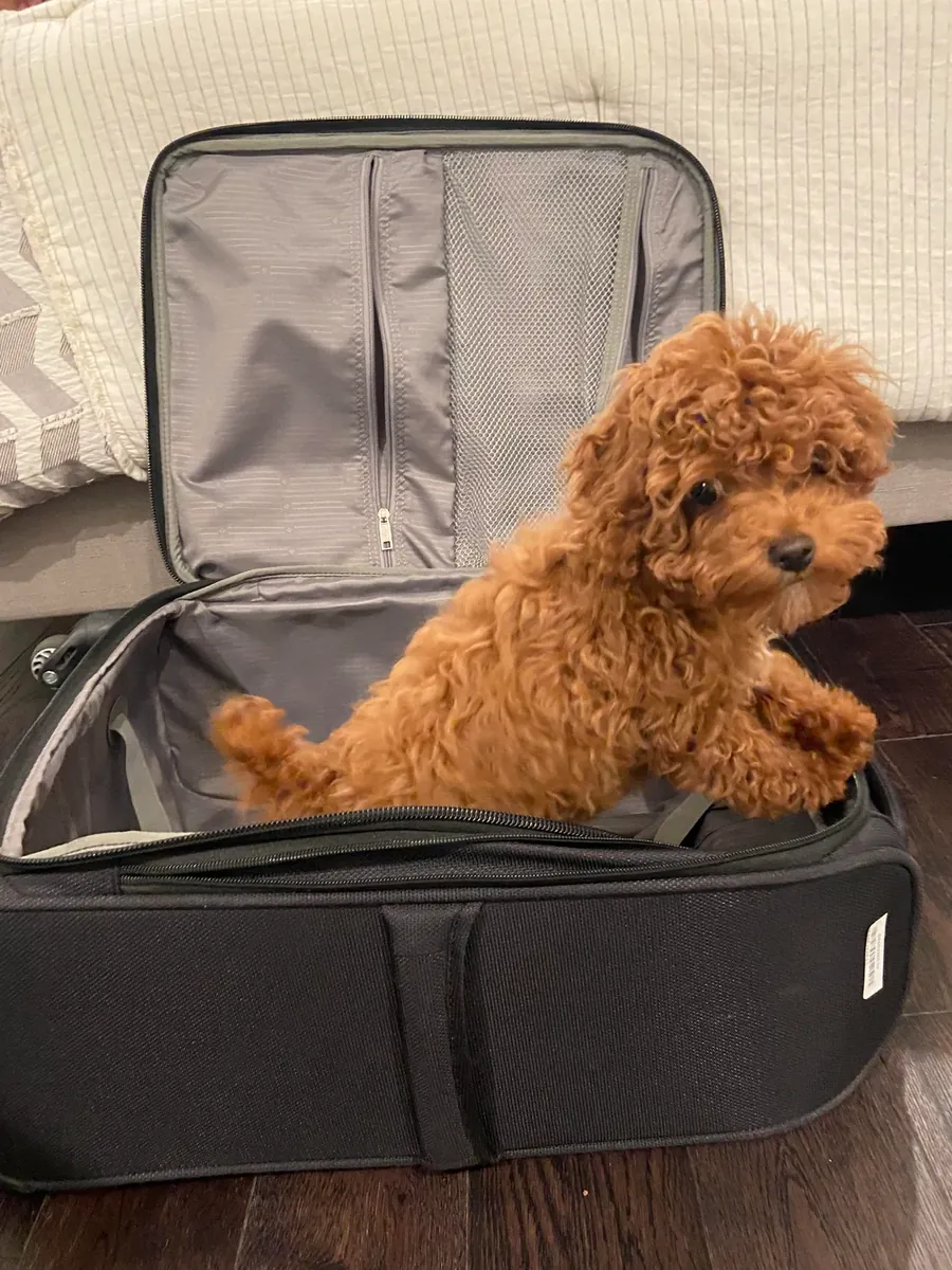 Sevimli ve zeki dişi kahverengi kaniş, yuva arıyor.