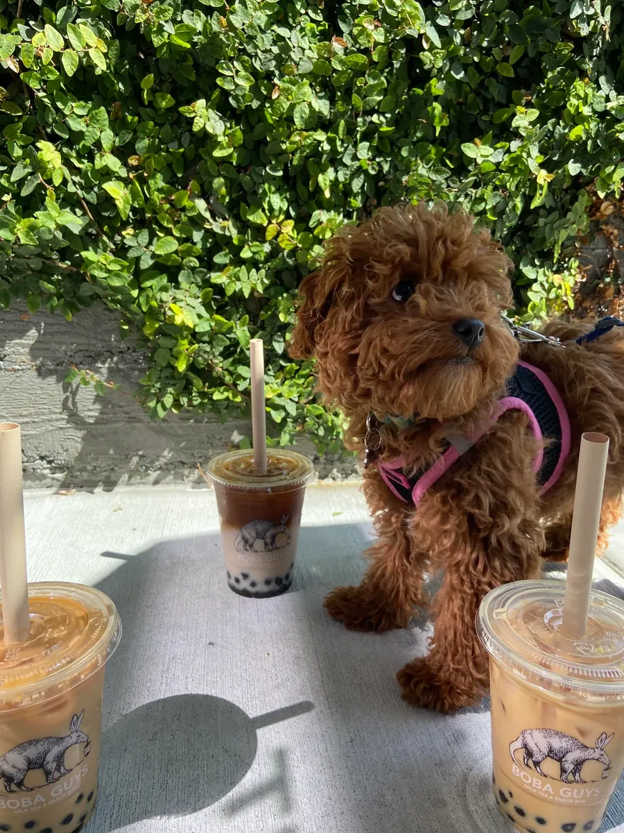 Sevimli ve zeki dişi kahverengi kaniş, yuva arıyor.