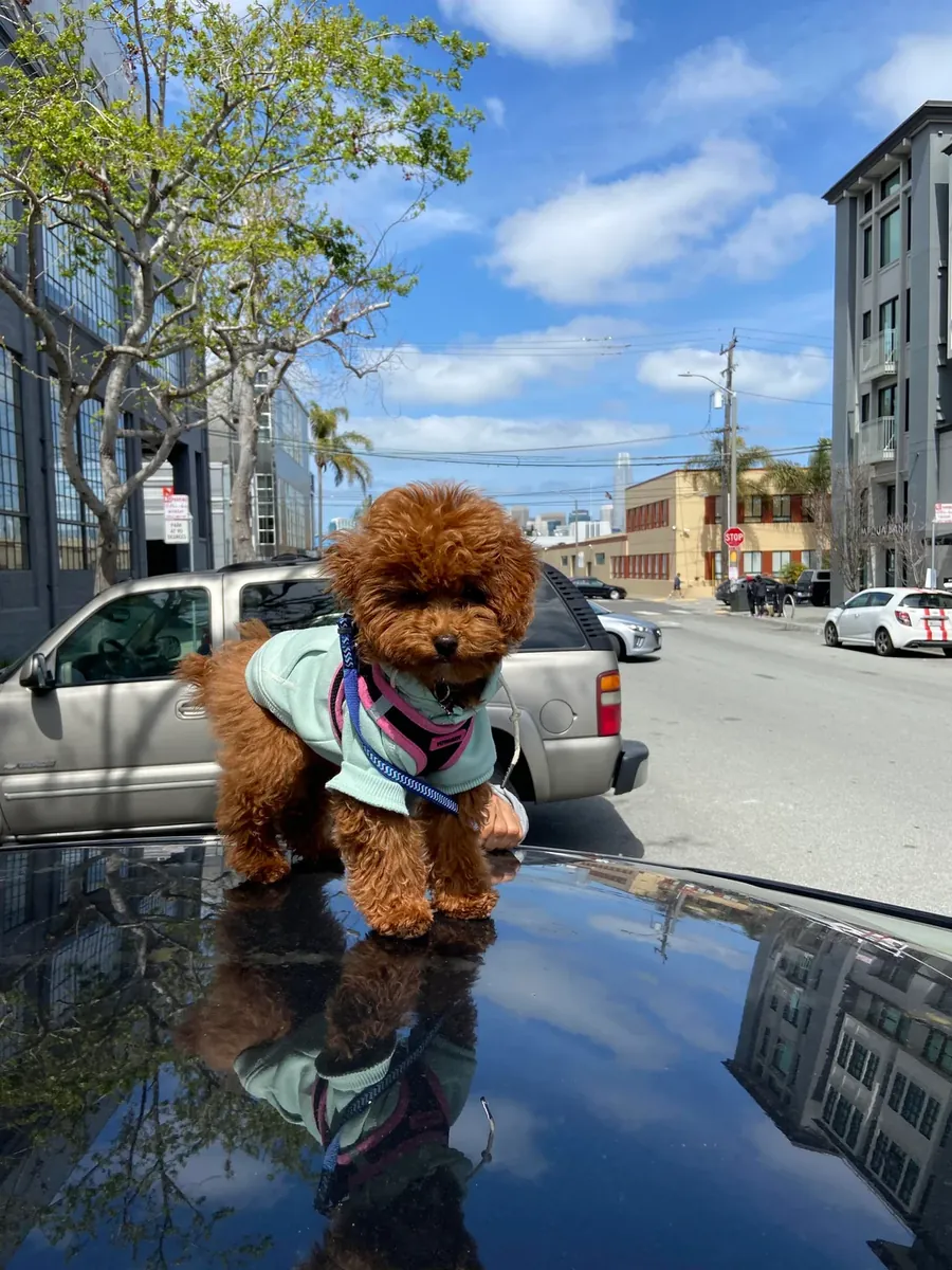 Sevimli ve zeki dişi kahverengi kaniş, yuva arıyor.