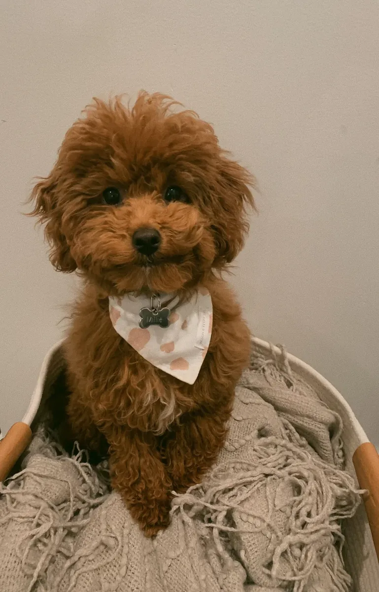 Sevimli ve zeki dişi kahverengi kaniş, yuva arıyor.