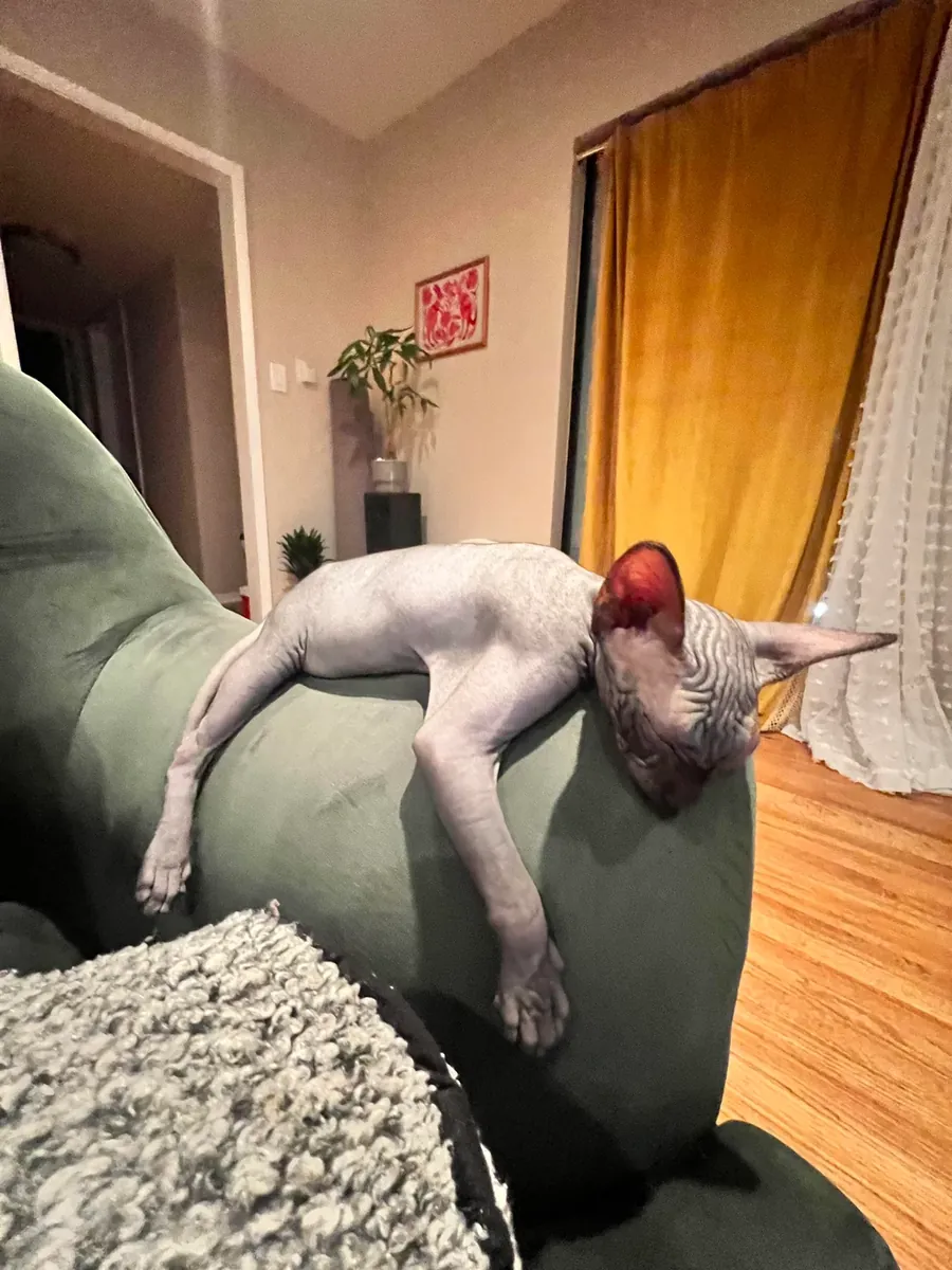 A very present and attentive Sphynx cat is looking for a caring home.