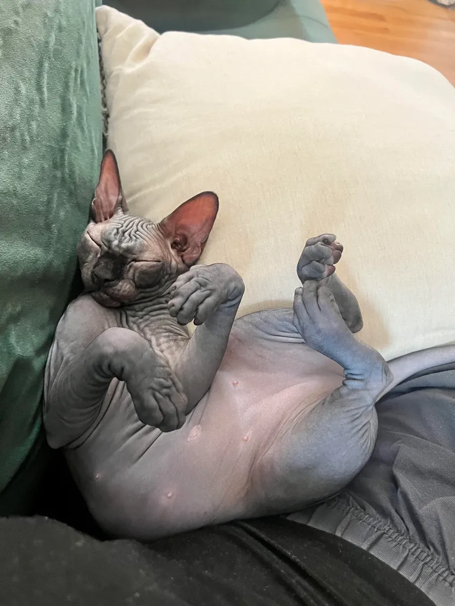 A very present and attentive Sphynx cat is looking for a caring home.