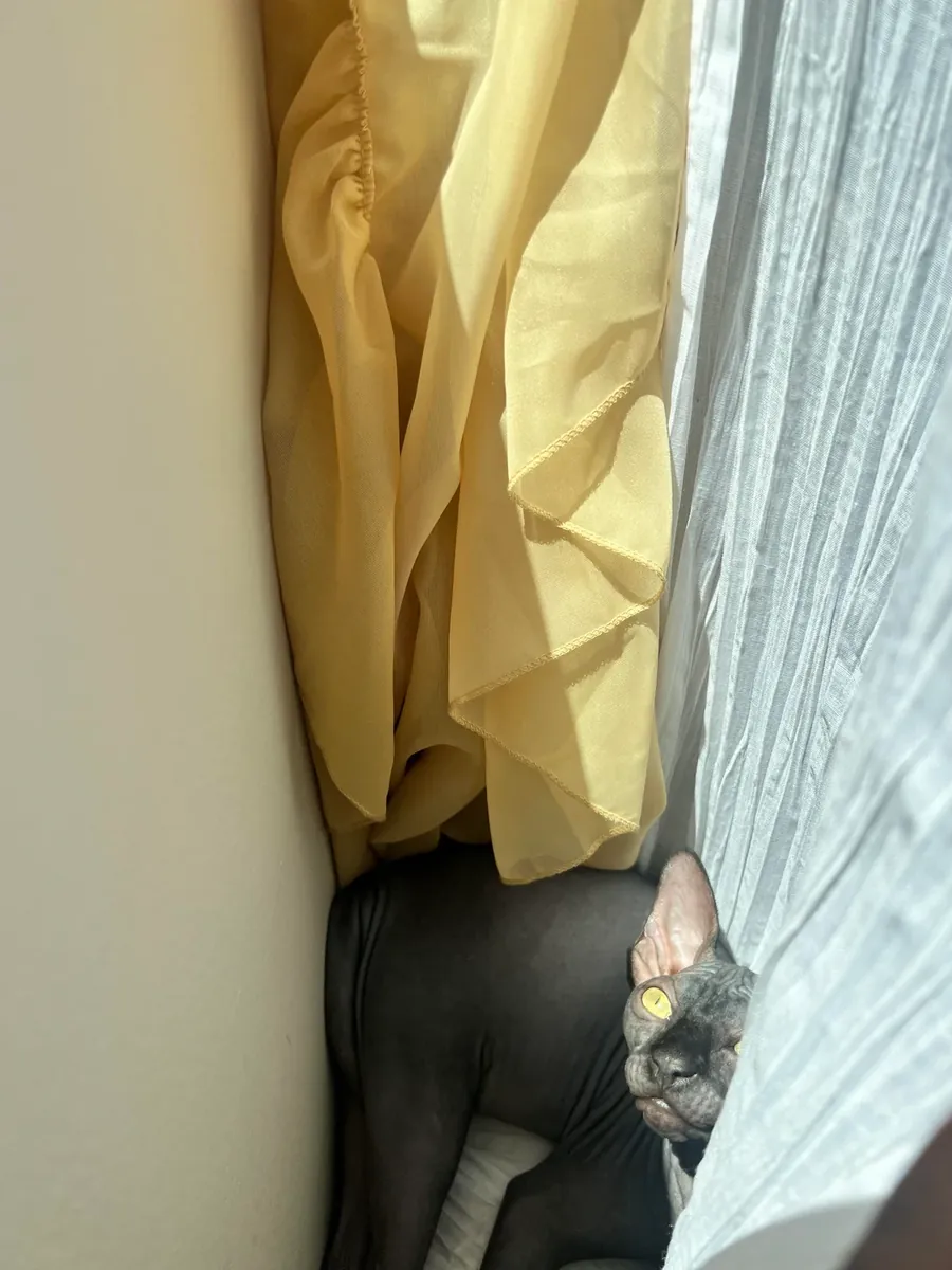 A very present and attentive Sphynx cat is looking for a caring home.