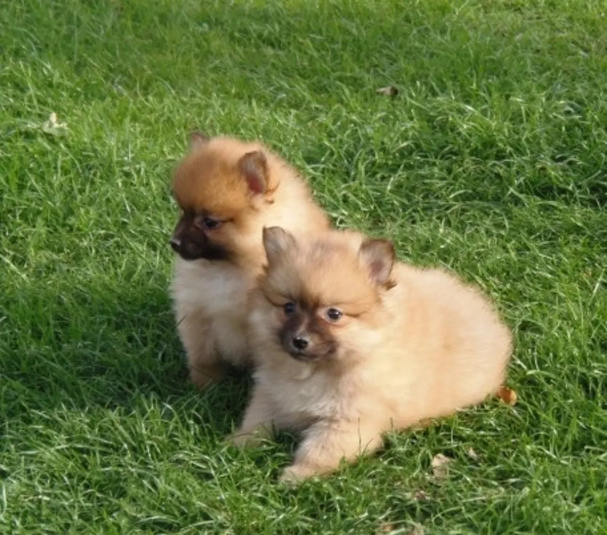 Purebred Pomeranian Puppies – Healthy, Playful 