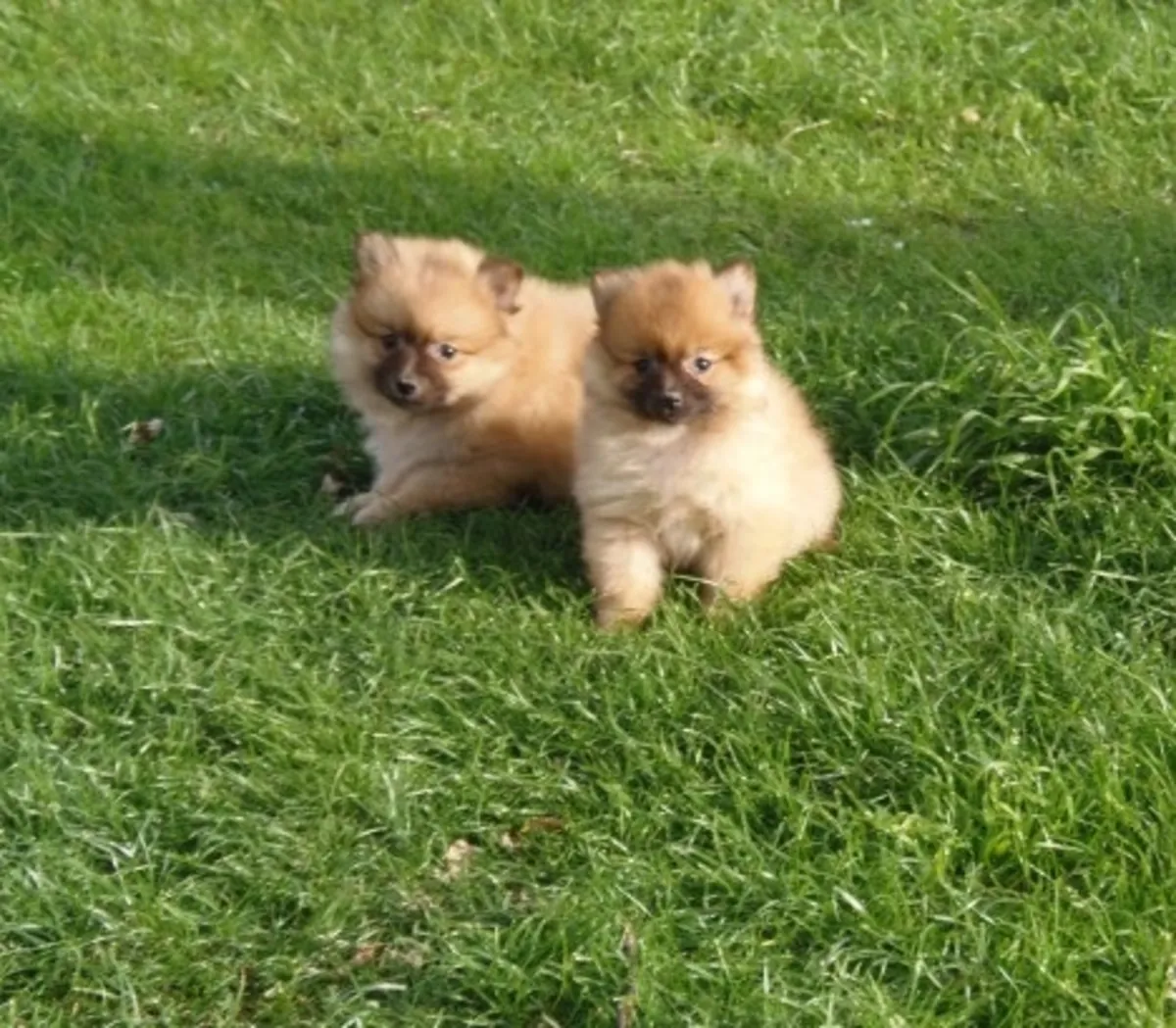 Purebred Pomeranian Puppies – Healthy, Playful 