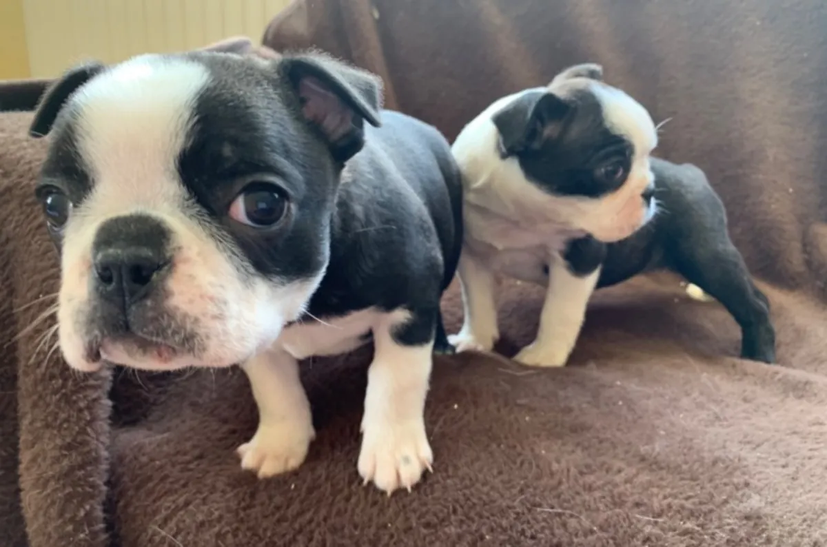 KC Registered Boston Terrier Puppies
