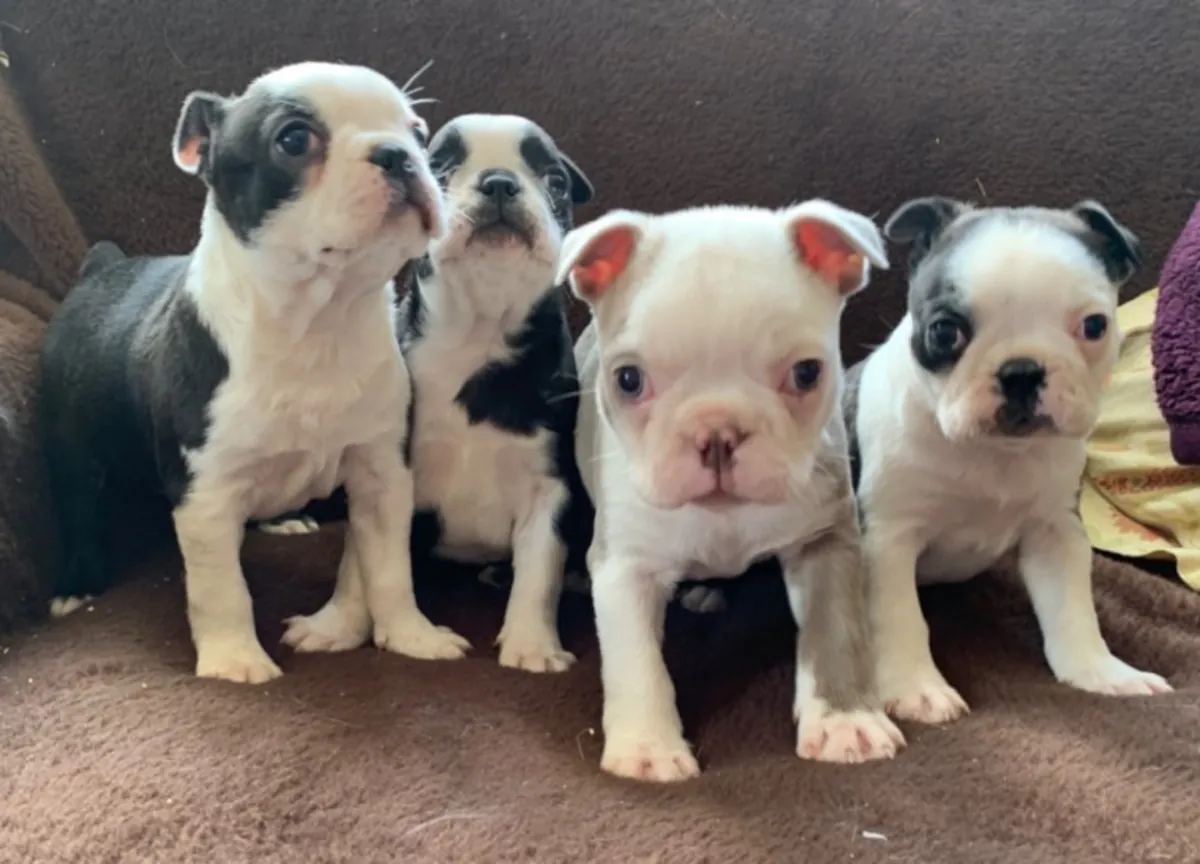 KC Registered Boston Terrier Puppies