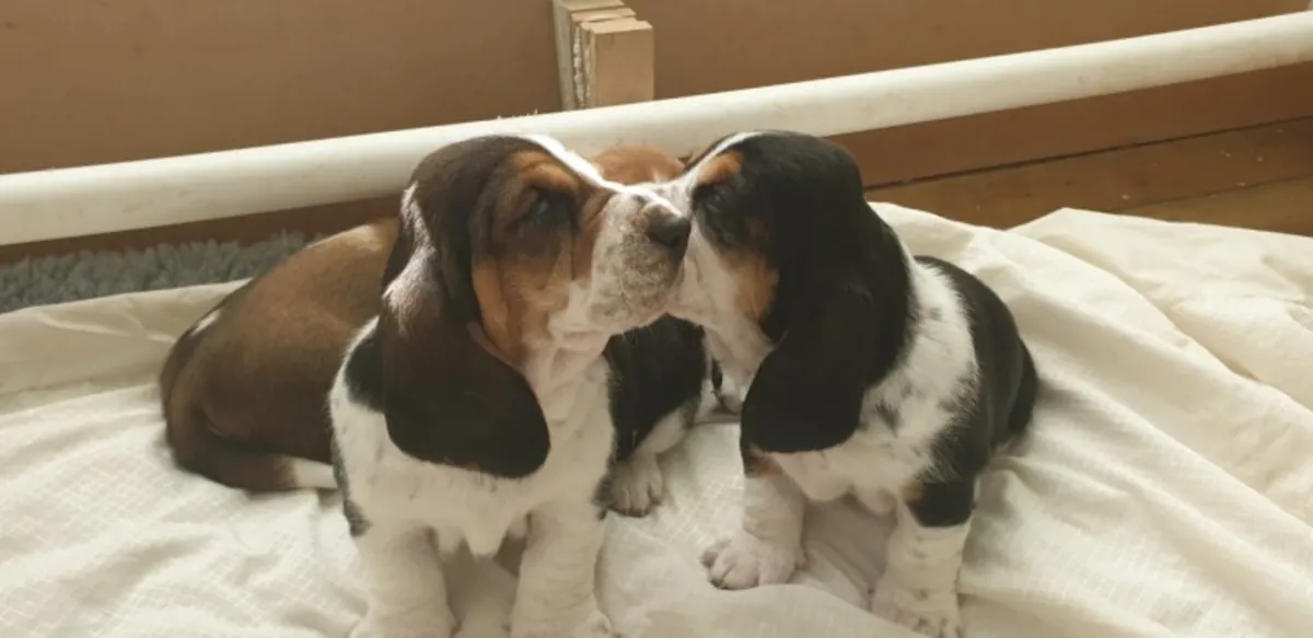 Adorables cachorros Basset Hound