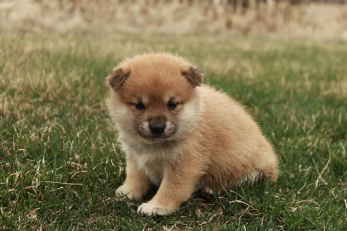 Hermosos cachorros Shiba Inu en venta