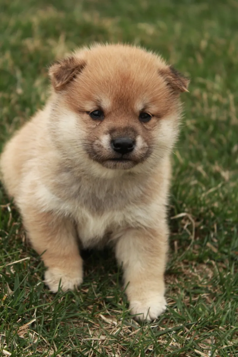 Hermosos cachorros Shiba Inu en venta
