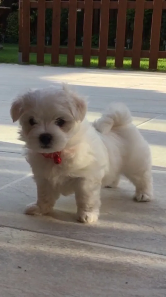 比雄犬小狗 – 健康、活泼，准备好迎接爱心家庭
