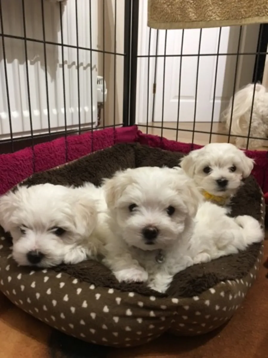 比雄犬小狗 – 健康、活泼，准备好迎接爱心家庭