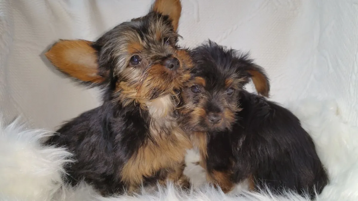 Cachorro Yorkshire Terrier - Saludable, Amoroso