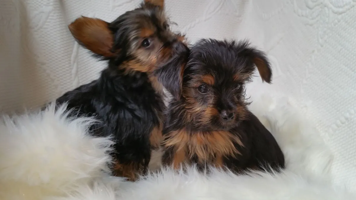 Cachorro Yorkshire Terrier - Saludable, Amoroso
