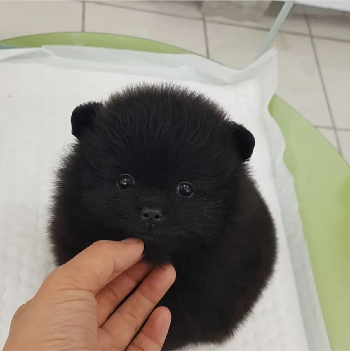 Beau Pomeranien à la recherche d'un foyer !