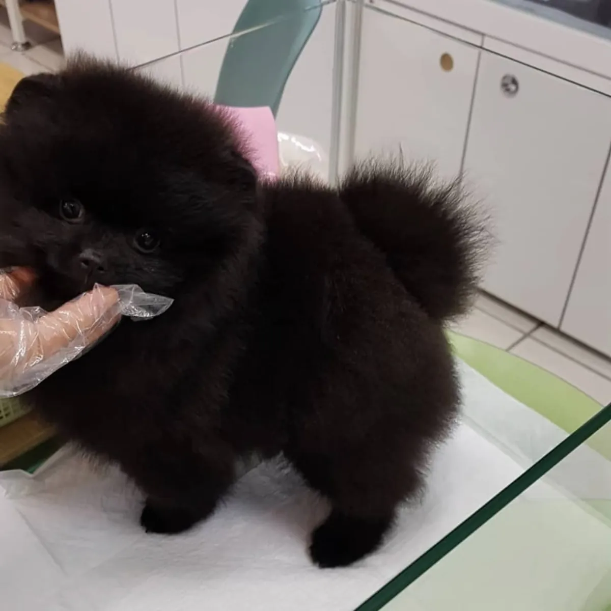 Beau Pomeranien à la recherche d'un foyer !