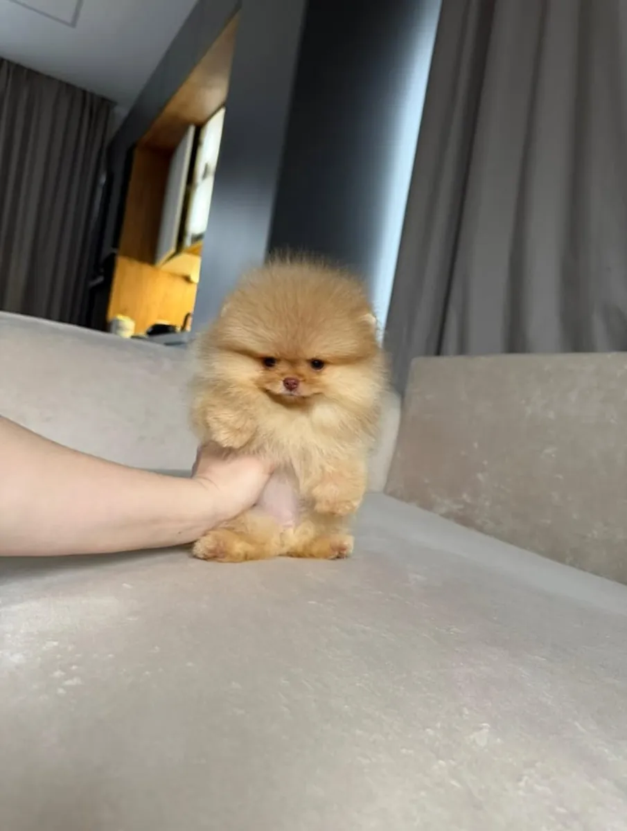 🐾❤️ ¡Un pequeño tesoro te espera! ❤️🐾