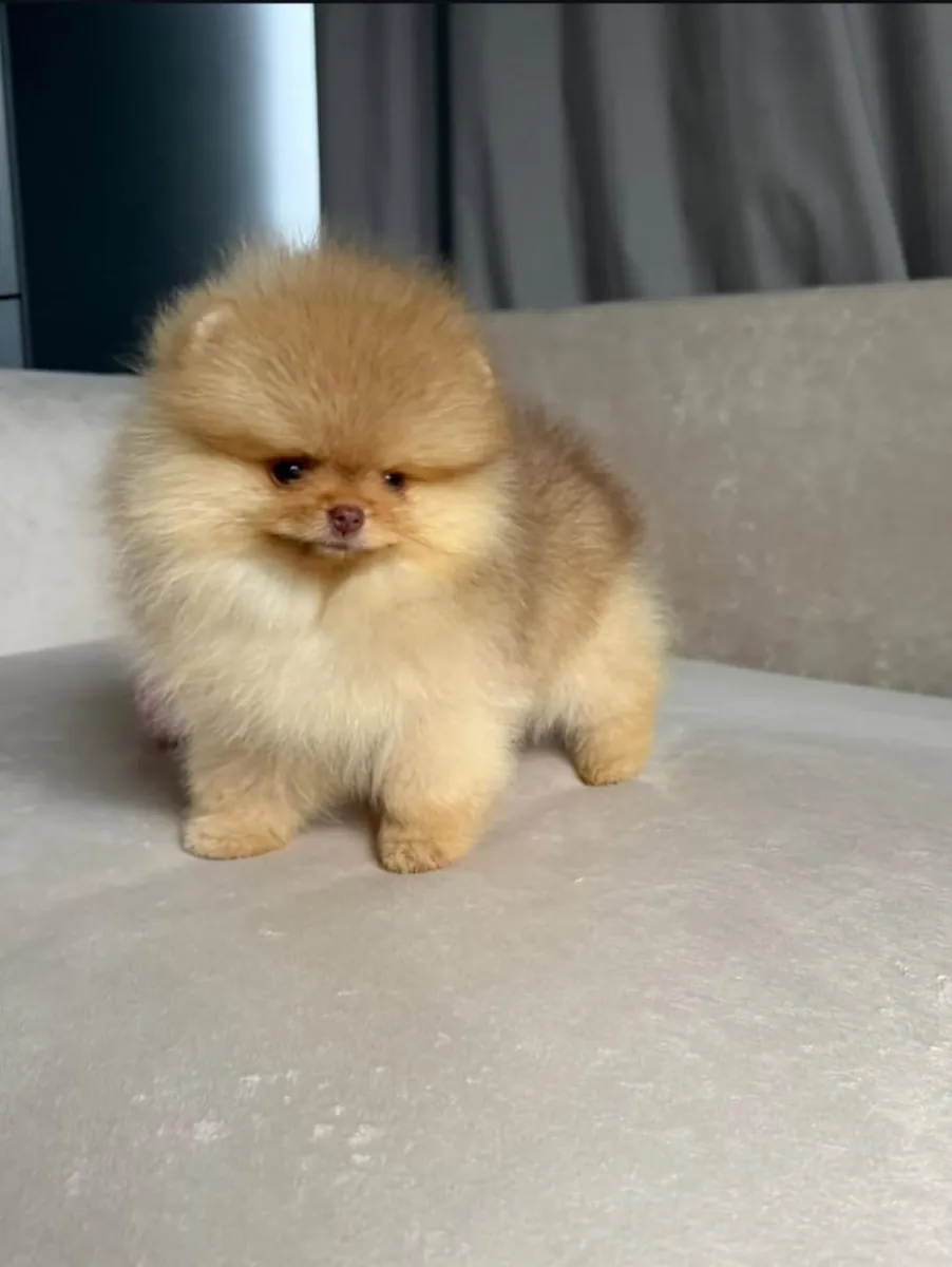 🐾❤️ ¡Un pequeño tesoro te espera! ❤️🐾