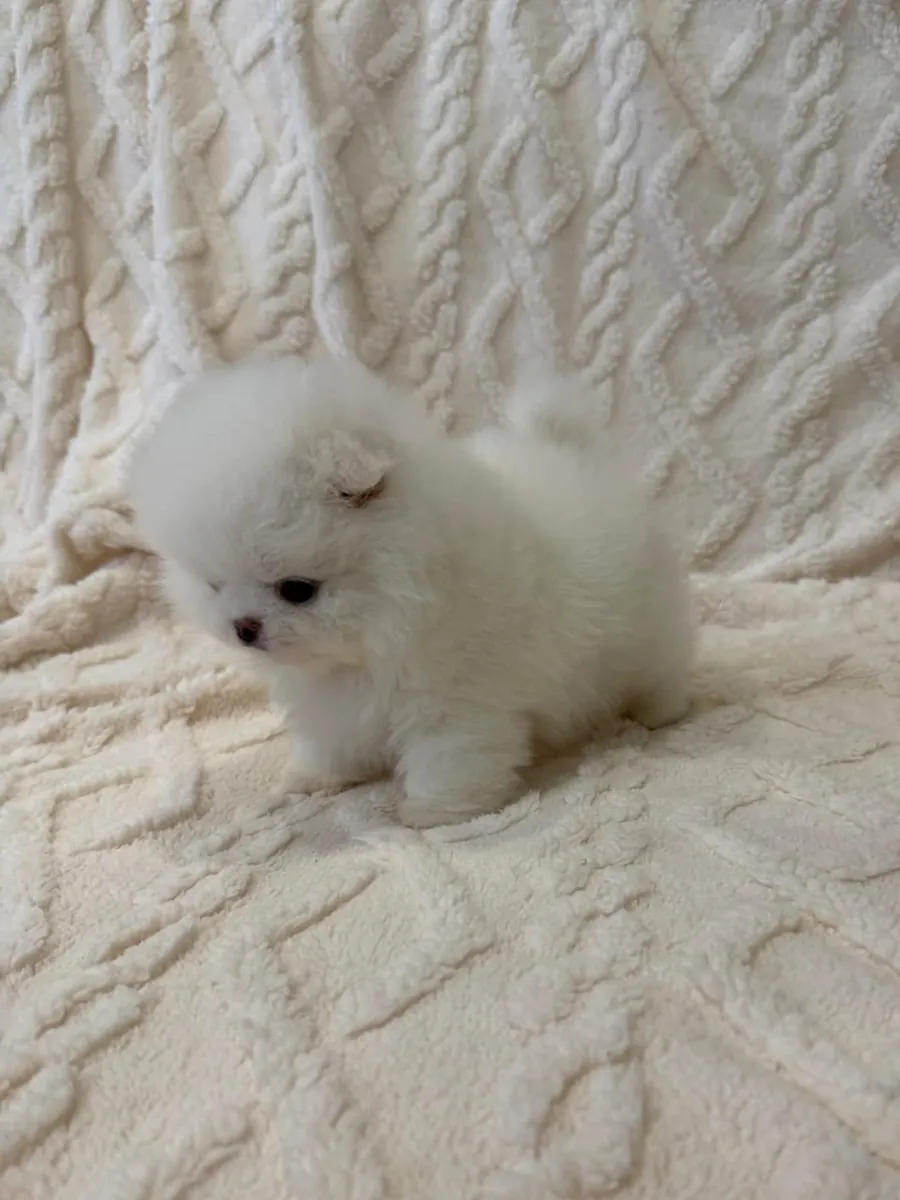 ¡Adorables cachorros Pomerania listos para un hogar lleno de amor!