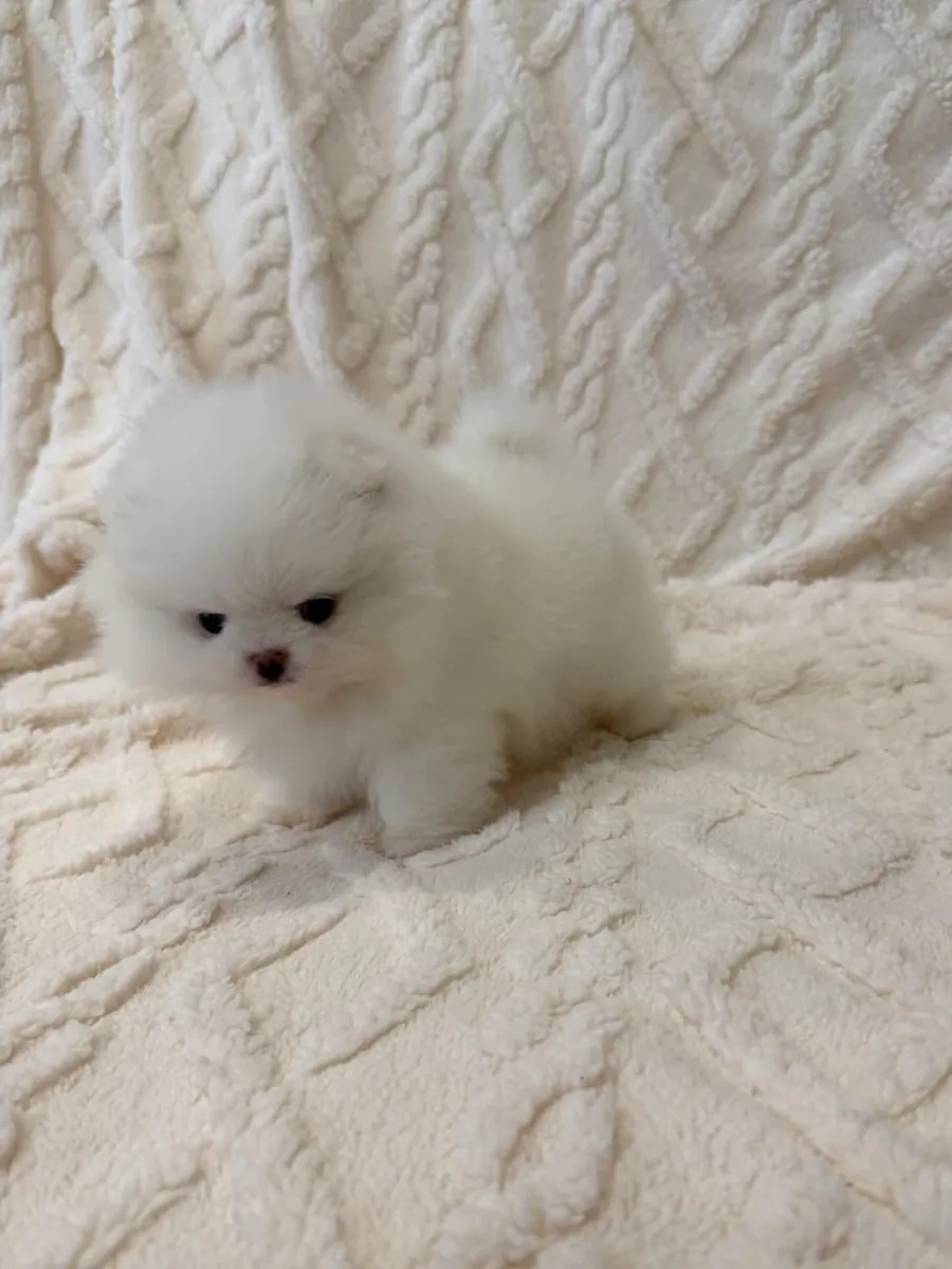 ¡Adorables cachorros Pomerania listos para un hogar lleno de amor!