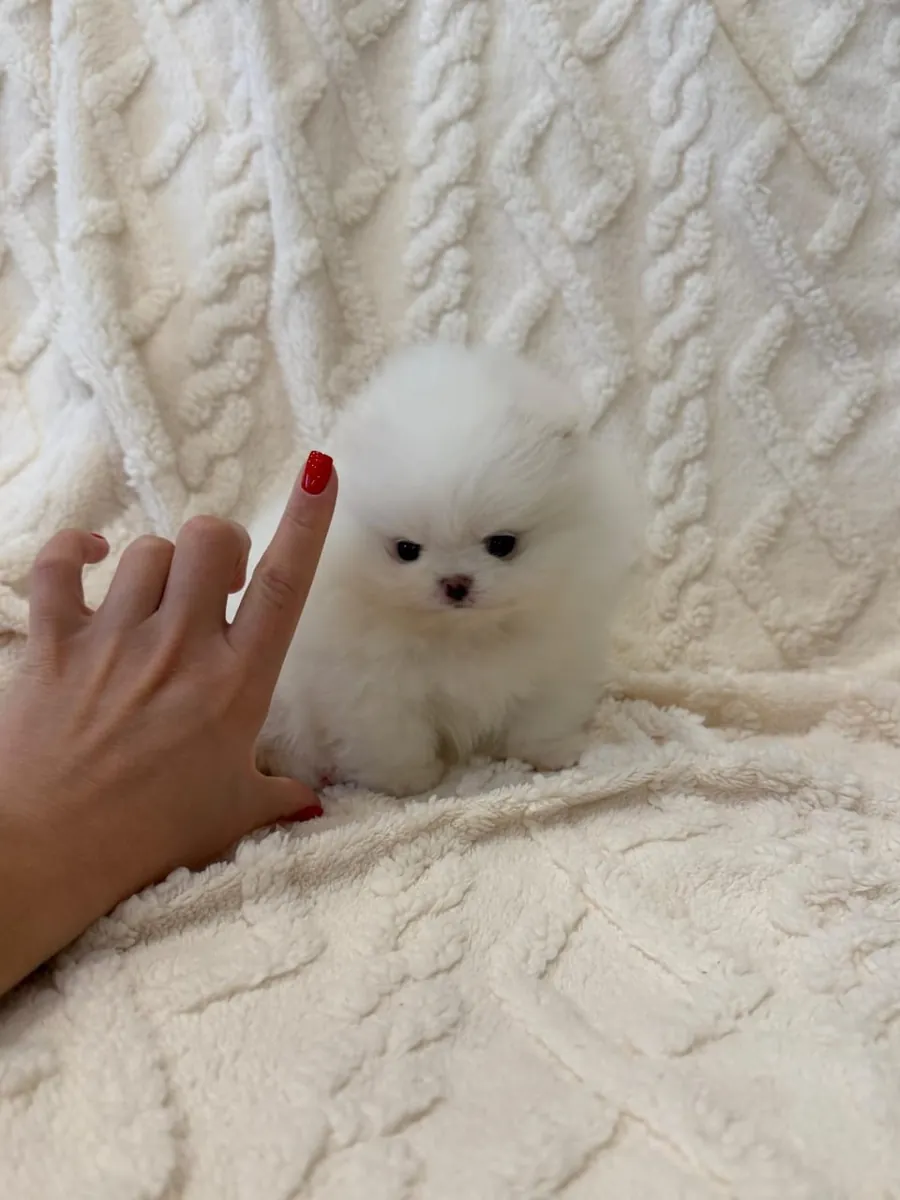 ¡Adorables cachorros Pomerania listos para un hogar lleno de amor!