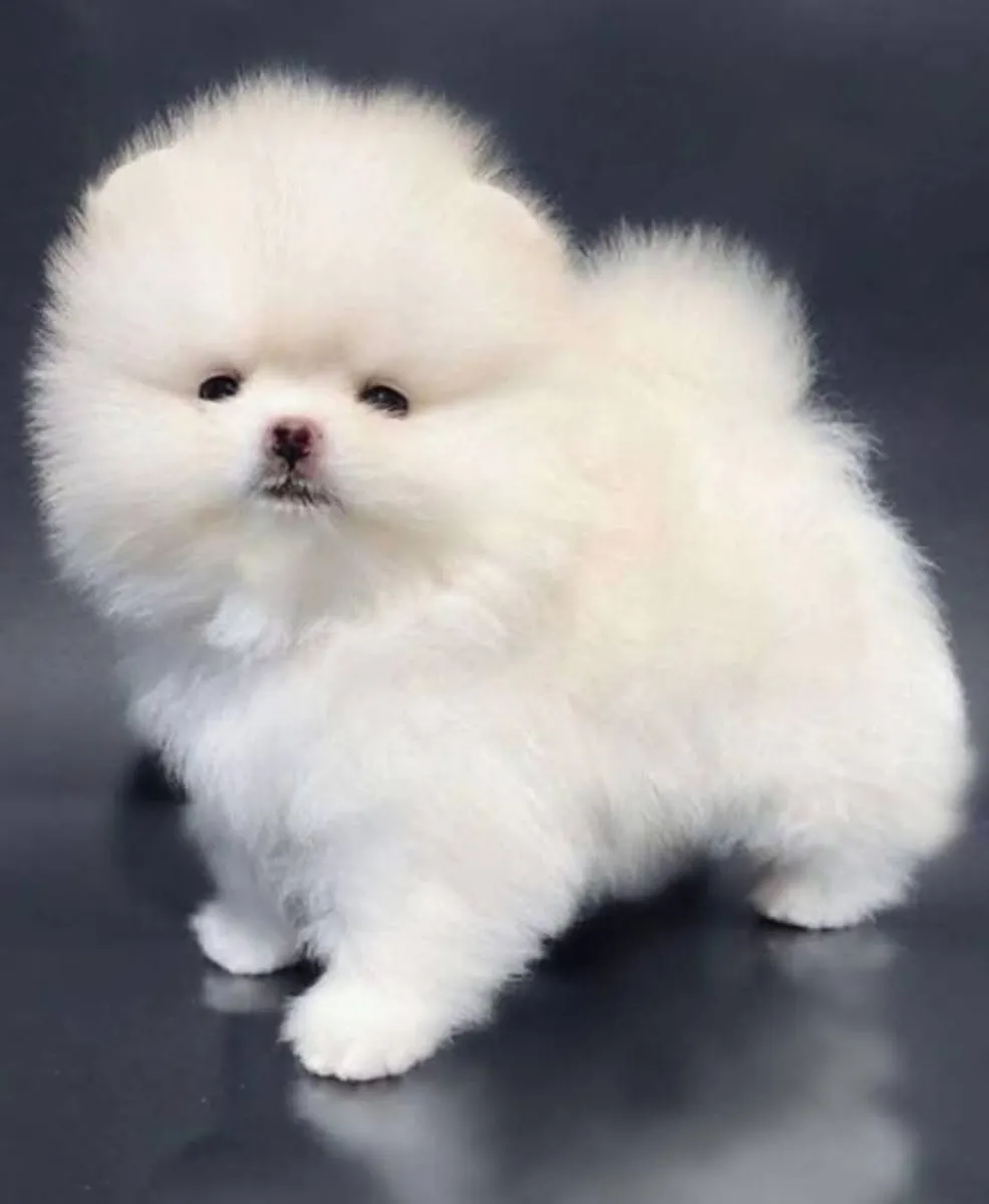 可爱的博美犬幼犬待售！